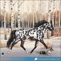 Horse Color:Bay Near Leopard