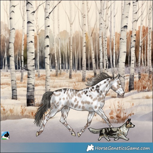 Horse Color:Liver Red Dun Mushroom Leopard