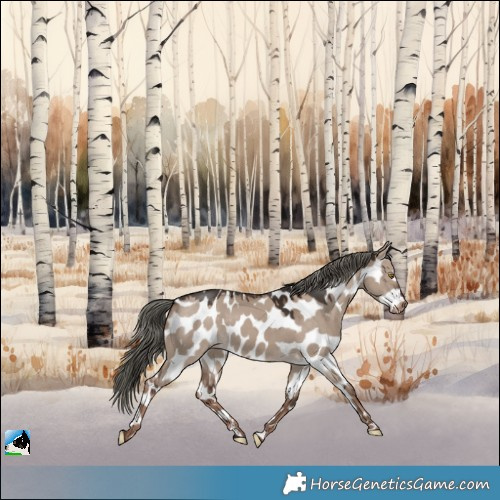 Horse Color:Liver Red Dun Mushroom Appaloosa 