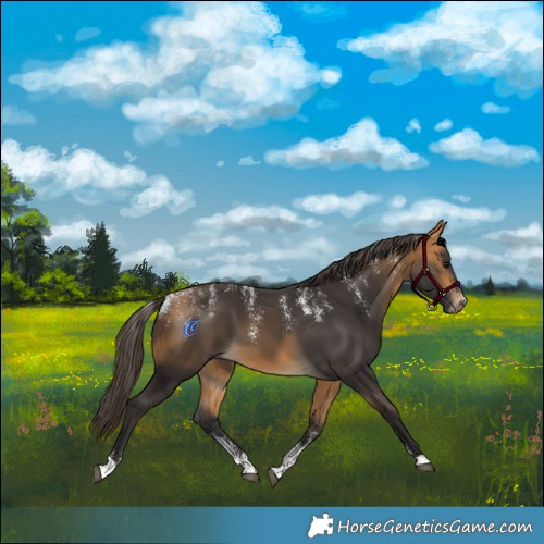 Horse Color:Powder White Buckskin 