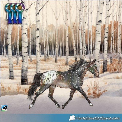 Horse Color:Brown Blanket Rabicano 