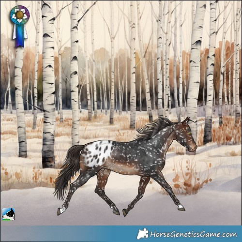 Horse Color:Brown Appaloosa Rabicano
