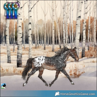 Horse Color:Brown Blanket Rabicano 