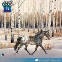 Horse Color:Brown Blanket Rabicano