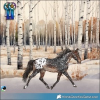 Horse Color:Brown Appaloosa Rabicano 