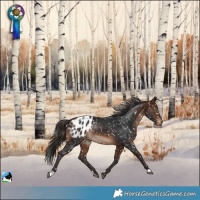 Horse Color:Brown Appaloosa Rabicano 