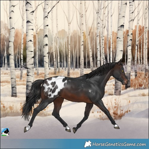 Horse Color:Brown Appaloosa 