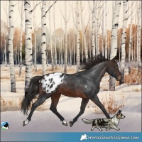Horse Color:Brown Blanket 