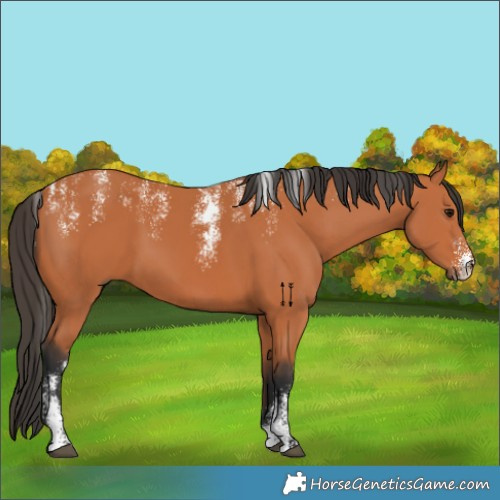 Horse Color:Powder White Bay