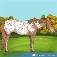 Horse Color:Unknown 