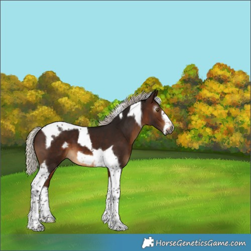 Horse Color:Gray Silver Bay Tobiano Frame 