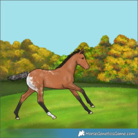 Horse Color:Bay Skewed Appaloosa 