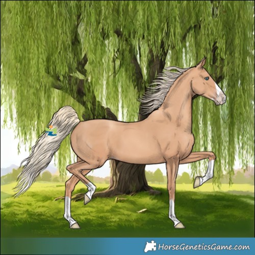 Horse Color:Gold Champagne Splash 