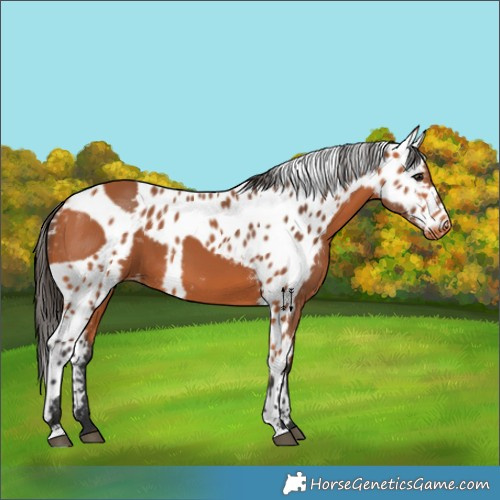 Horse Color:Bay Skewed Appaloosa 