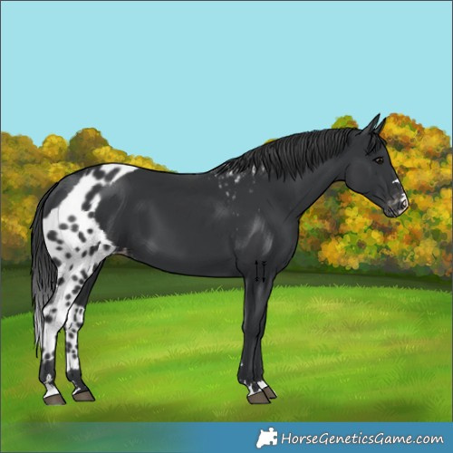 Horse Color:Black Skewed Appaloosa
