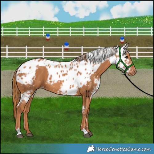 Horse Color:Chestnut Skewed Appaloosa 