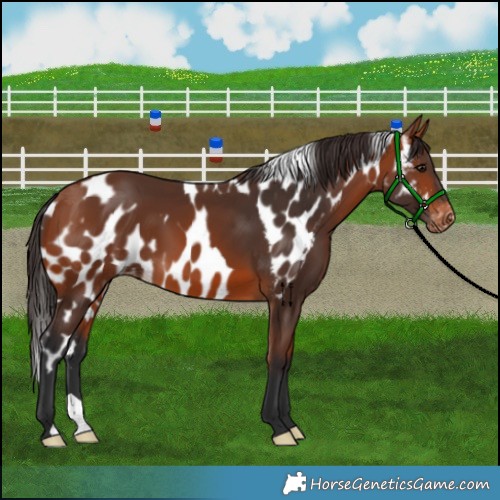 Horse Color:Bay Skewed Appaloosa 