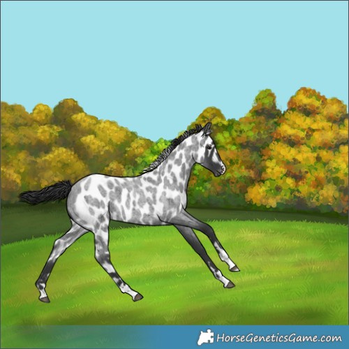 Horse Color:Blue Roan Skewed Appaloosa 