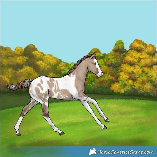 Horse Color:Liver Red Dun Splash Tobiano Skewed Appaloosa