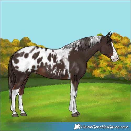 Horse Color:Liver Chestnut Splash Tobiano Appaloosa 