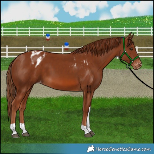 Horse Color:Chestnut Tobiano Skewed Appaloosa