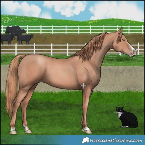 Horse Color:Gold Champagne Splash 