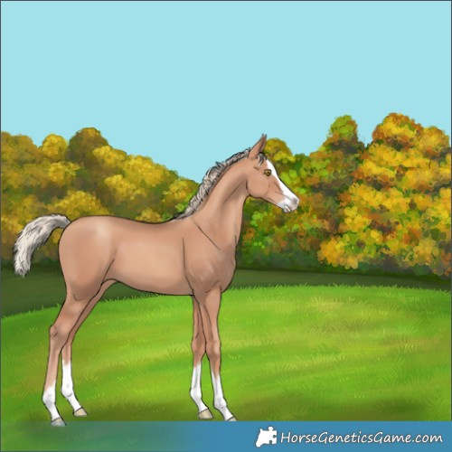 Horse Color:Gold Champagne Splash 