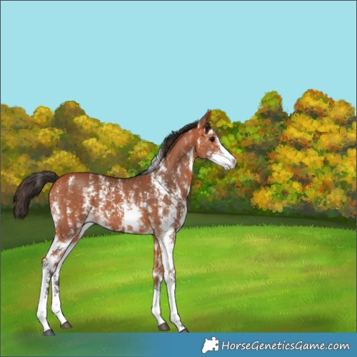Horse Color:Bay Sabino 
