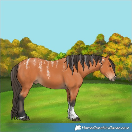 Horse Color:Powder White Bay