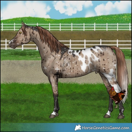 Horse Color:Liver Red Dun Skewed Appaloosa Brindle