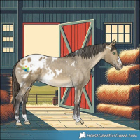 Horse Color:White Spotted Buckskin Dun Appaloosa 