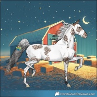 Horse Color:White Spotted Brown Dun Splash Tobiano 