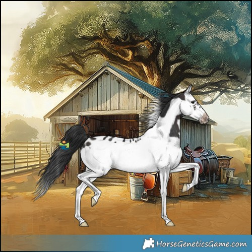 Horse Color:Brown Splash Frame Appaloosa 