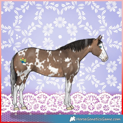 Horse Color:White Spotted Bay Dun Splash 