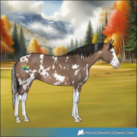 Horse Color:White Spotted Bay Dun Splash