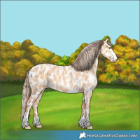 Horse Color:Gold Champagne Dun Near Leopard  and Gold Cream Champagne Dun Near Leopard 