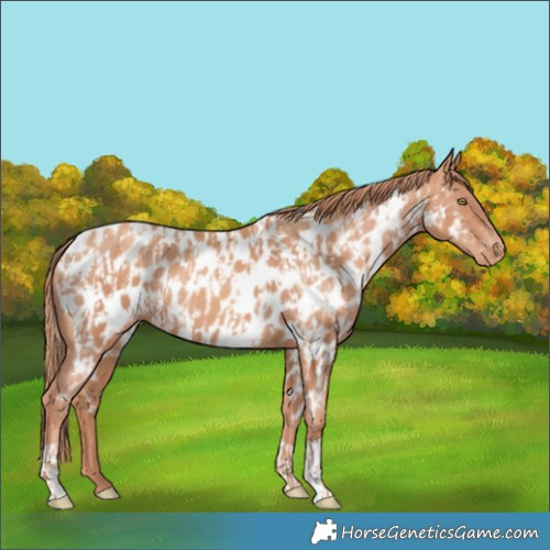 Horse Color:Gold Champagne Appaloosa  and Gold Champagne Appaloosa 