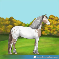 Horse Color:Amber Champagne Sabino Tobiano Appaloosa  and White Spotted Amber Champagne Tobiano Appaloosa 