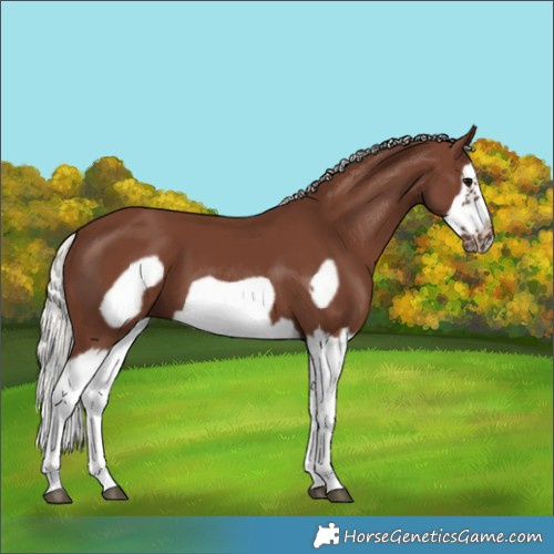 Horse Color:Silver Black Splash Frame