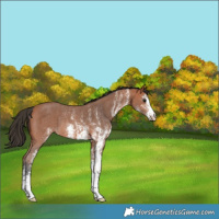 Horse Color:White Spotted Bay Rabicano