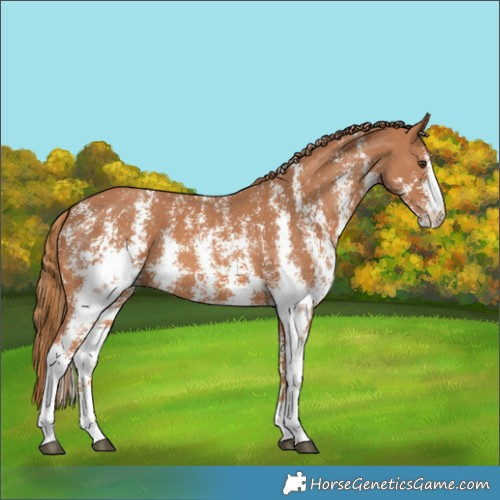 Horse Color:Chestnut Sabino 