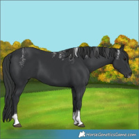 Horse Color:Powder White Black Tobiano 