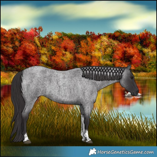 Horse Color:Smoky Blue Roan Tobiano 