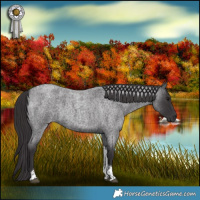 Horse Color:Smoky Blue Roan Tobiano 