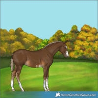 Horse Color:Unknown 
