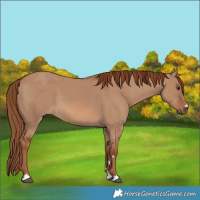 Horse Color:Red Dun 
