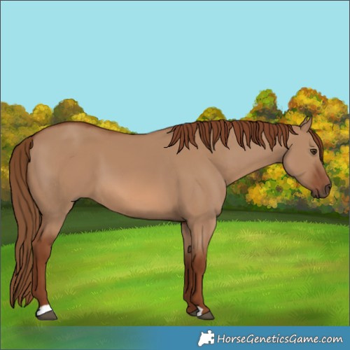 Horse Color:Red Dun 
