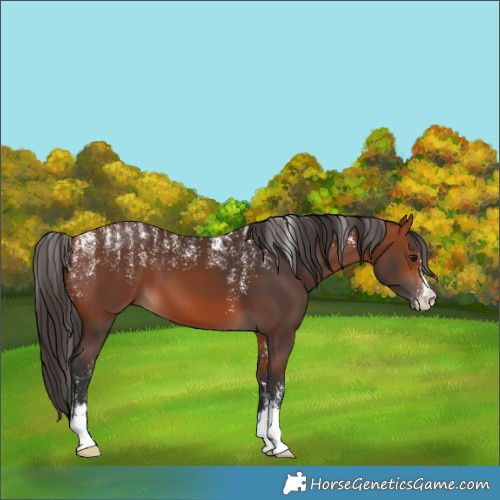 Horse Color:Powder White Bay