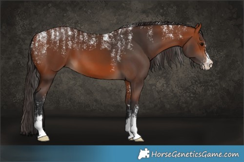Horse Color:Powder White Bay 
