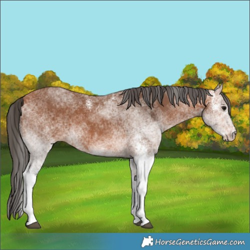 Horse Color:White Spotted Bay 
